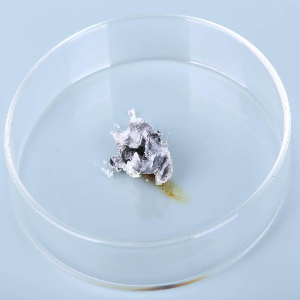 For Everyday Skin Care (1 Pack) Dr Cotton - Dr Cotton